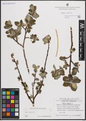 Foto von Salix caprea L.
